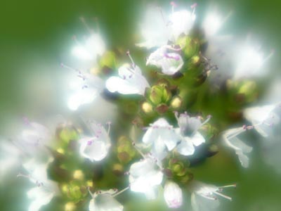 Oregano-Blüte