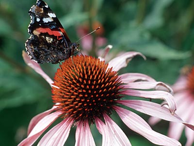 Schmetterling auf Echanicea-Blüte