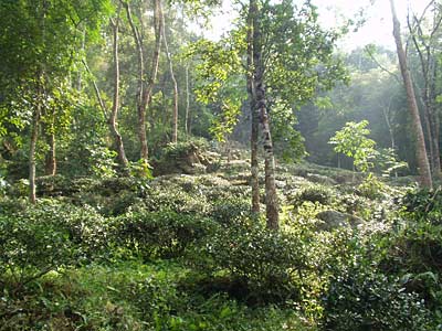Teegarten in Indien mit Schattenbäumen
