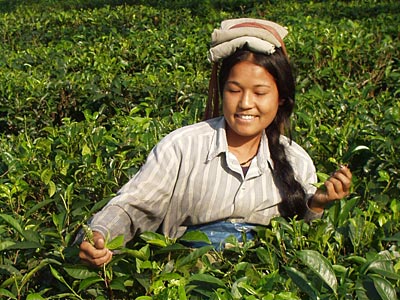 Teepflückerin in Indien